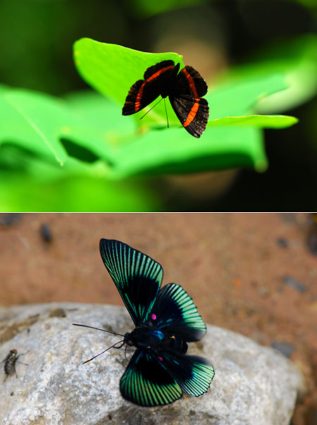 ペルー昆虫記　シジミタテハ