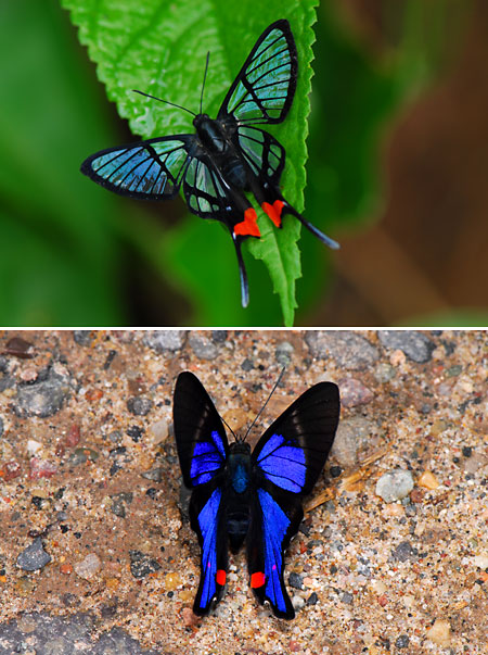 ペルー昆虫記　オナガシジミタテハ