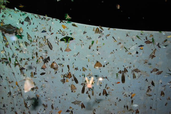 ペルー昆虫記　ライトトラップ