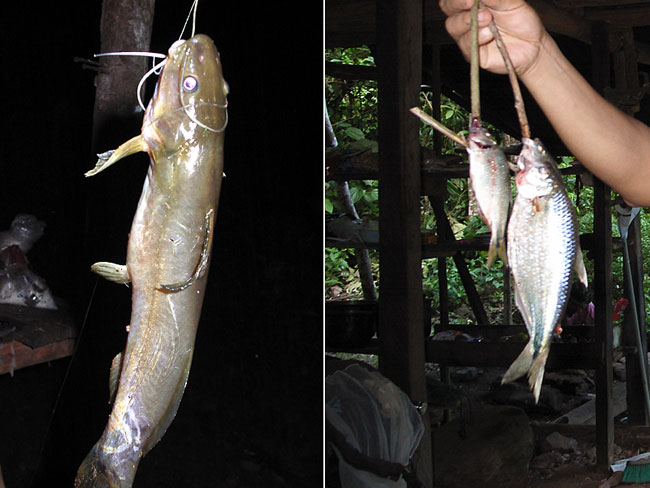 ペルー昆虫記　川の魚