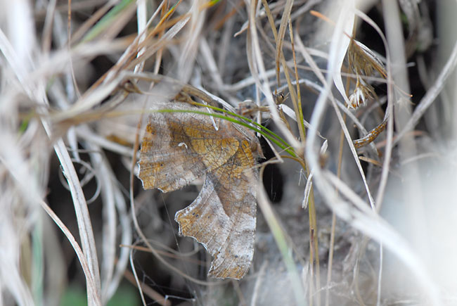 キタテハの越冬