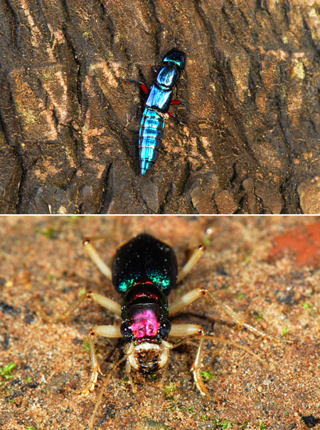 ペルー昆虫記　メタリックに輝く甲虫