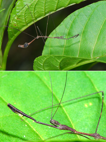 ペルー昆虫記　枝のようなカメムシ