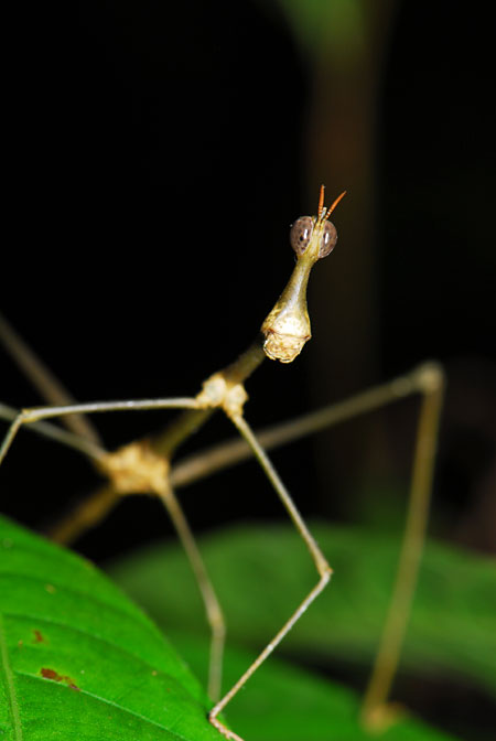 ペルー昆虫記　ボウバッタ