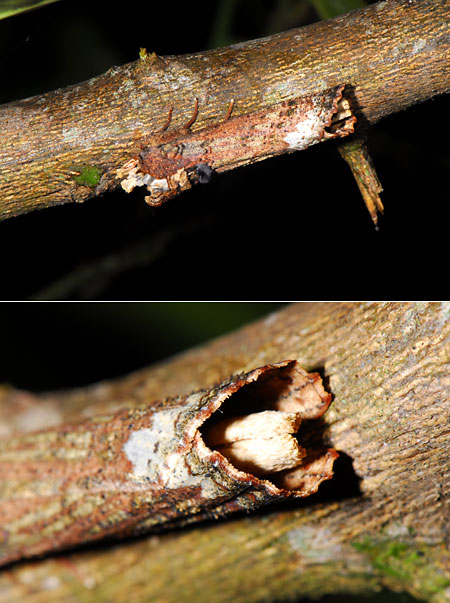 ペルー昆虫記　枯れ枝に似た蛾