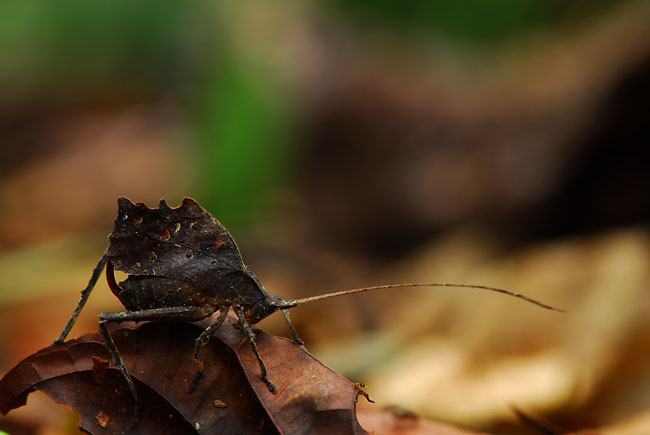 ペルー昆虫記　枯れ葉のようなバッタ