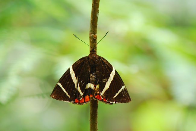 ペルー昆虫記　カストニア