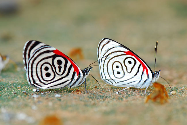 ペルー昆虫記　ウラモジタテハ