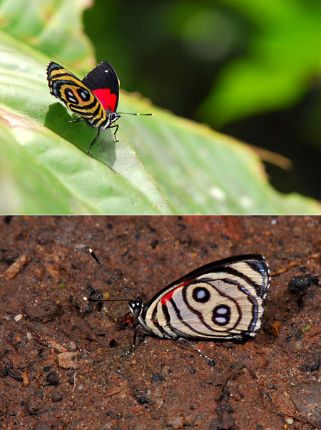 ペルー昆虫記　カリコレ