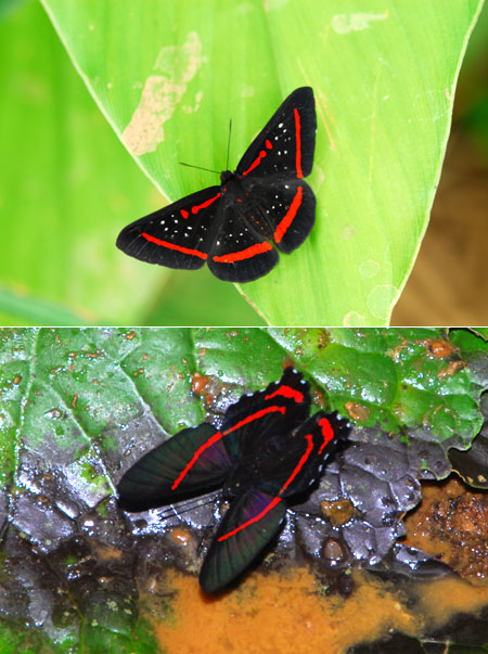 ペルー昆虫記　模様の類似