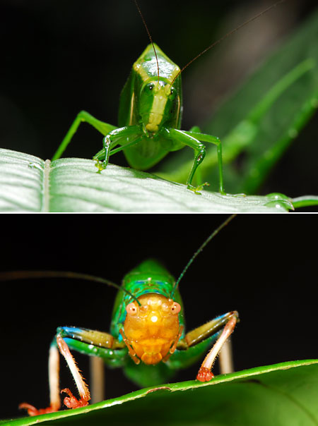 ペルー昆虫記　キリギリス類の顔