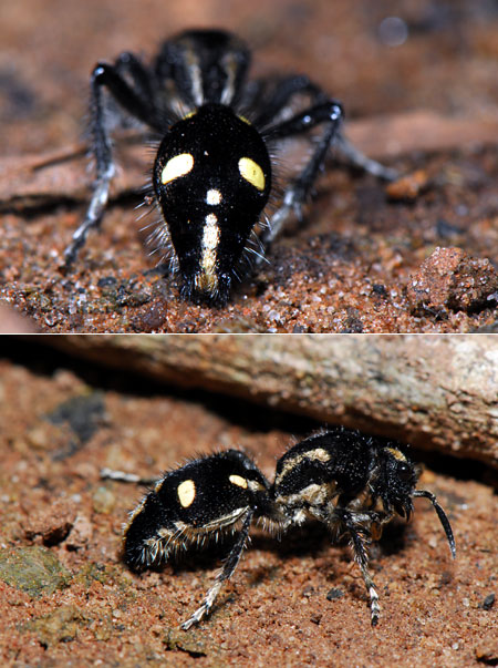 ペルー昆虫記　アリバチ