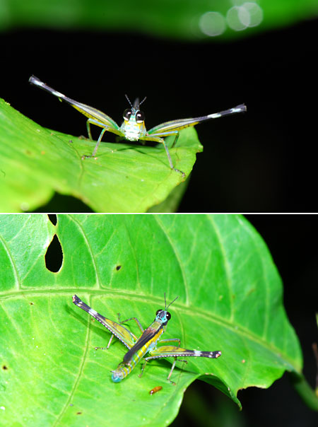 ペルー昆虫記　ガニバタバッタ