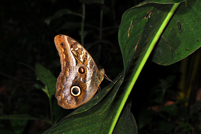 ペルー昆虫記　フクロウチョウ