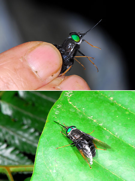 ペルー昆虫記　いやな虫2