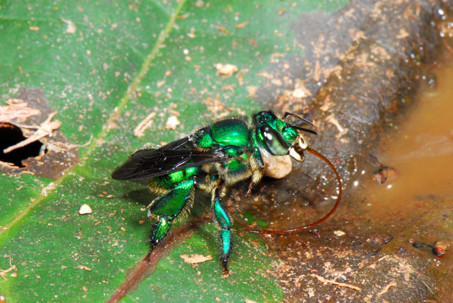 ペルー昆虫記　シタバチ