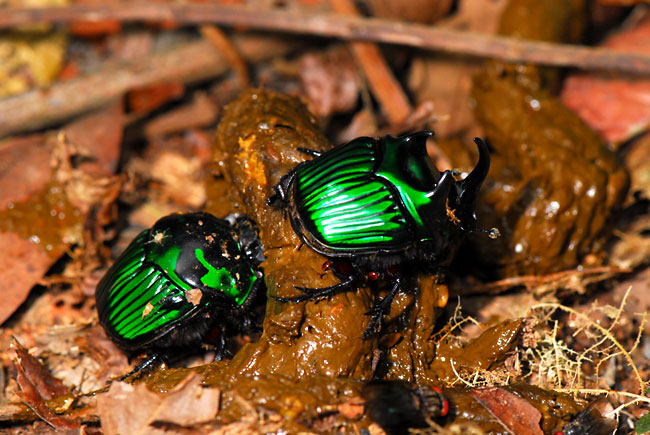 ペルー昆虫記　ファナエウス