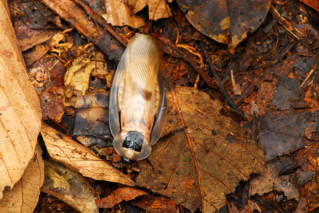 ペルー昆虫記　ブラベリスオオゴキブリ