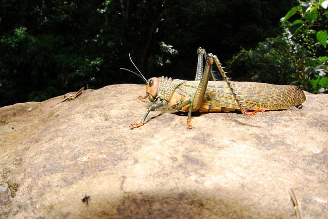 ペルー昆虫記　トゥロピダクリスオオバッタ