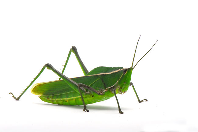 ペルー昆虫記　大きなバッタ