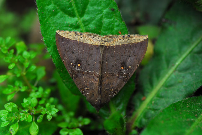 立体的に見える翅(ペルー昆虫記　)