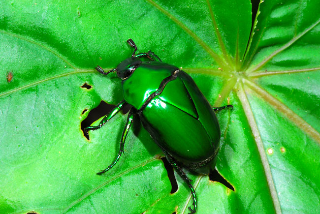 緑色のカナブン(ペルー昆虫記　)