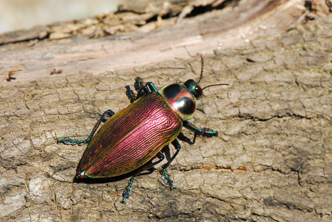 ナンベイオオタマムシ(ペルー昆虫記　)