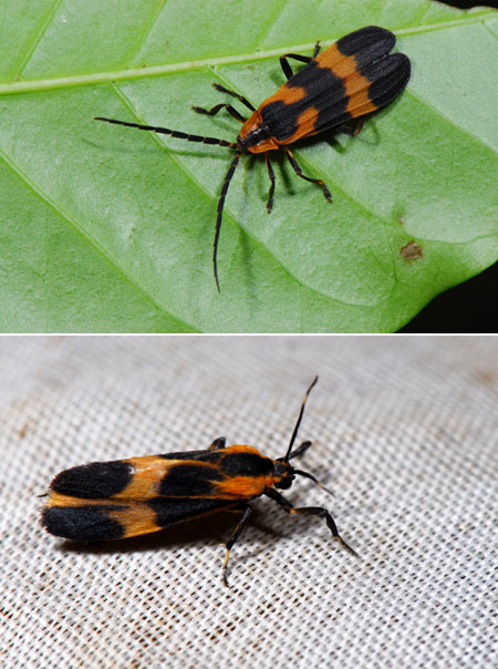 ベニボタル(ペルー昆虫記　)