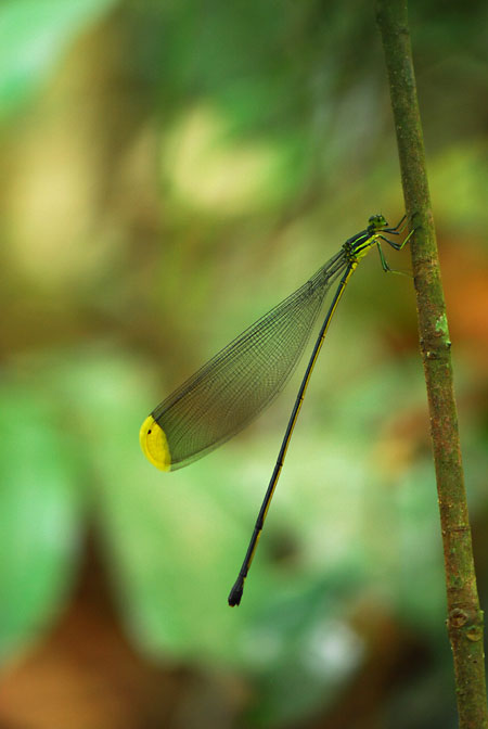 大きなイトトンボ(ペルー昆虫記　)