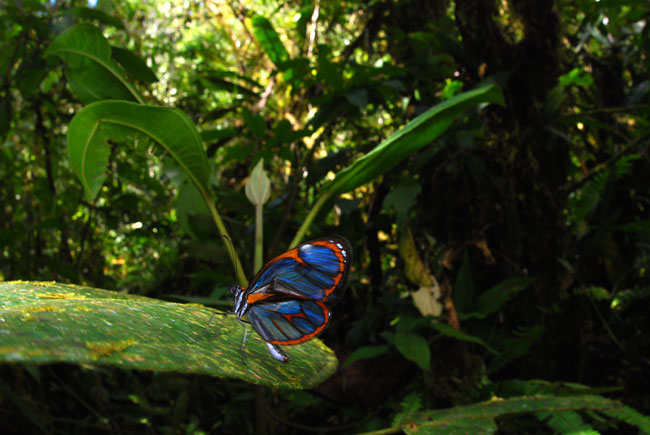 スカシマダラ(ペルー昆虫記　)