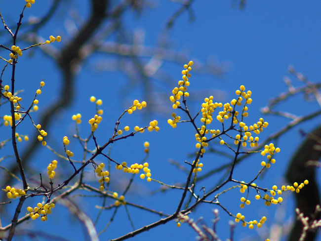 ヤドリギ（テリート 400mm　E-500）