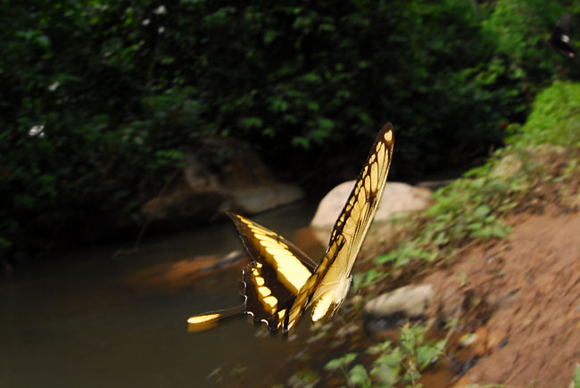 タスキアゲハの飛翔(ペルー昆虫記　)