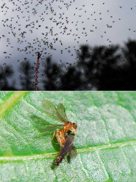 アリの結婚飛行(ペルー昆虫記　)