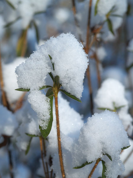 雪（マクロエリマリット60mm　E-500)