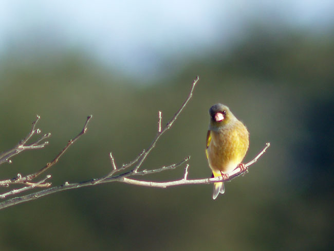 カワラヒワ（テリート400mm+EC14　E-500)