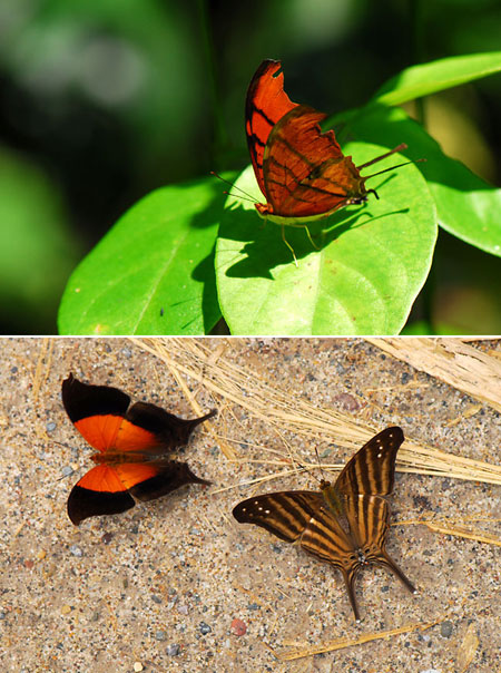 尾の長いタテハ(ペルー昆虫記　)