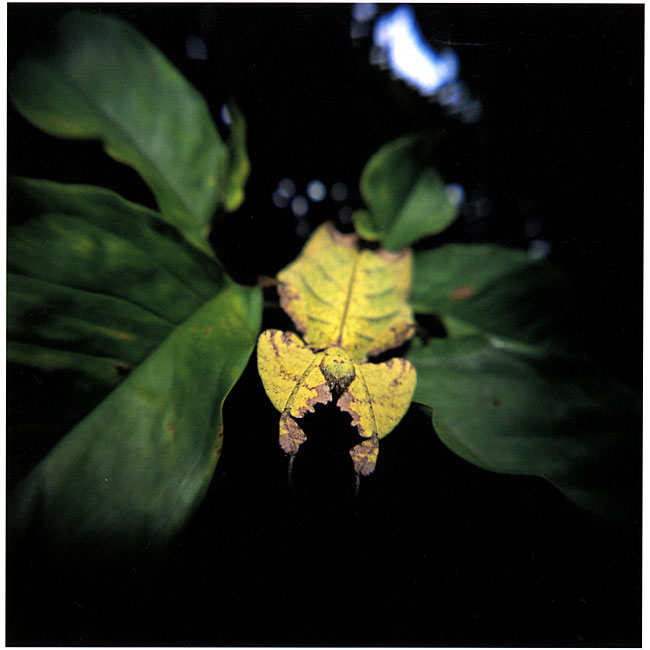 HOLGAで撮ったコノハムシ