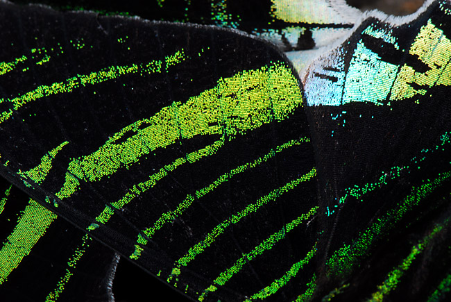 ウラニアツバメガの翅