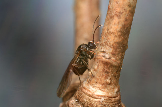翅の長いタマバチ