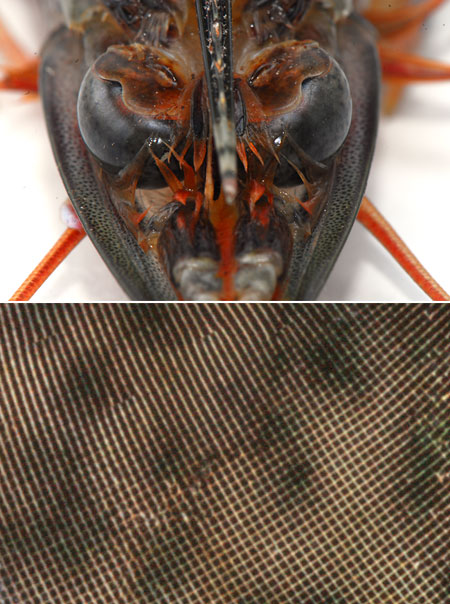 クルマエビの眼