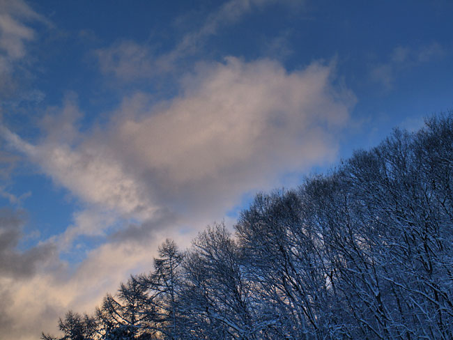 夕方の林（DMC-L1 Zuiko Digital50-200）