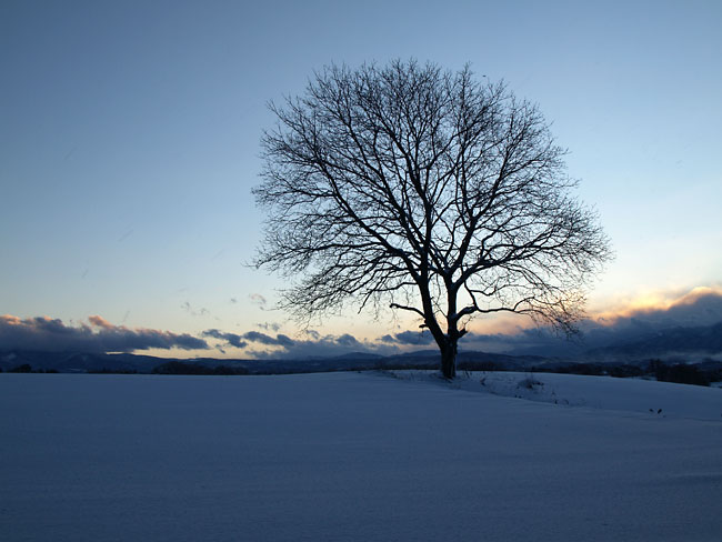 いつものクルミの木(E-330 Vario-elmarit14-50)