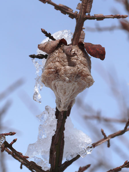 オオカマキリの卵のう