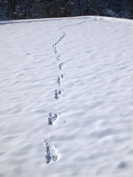 雪の上の足跡