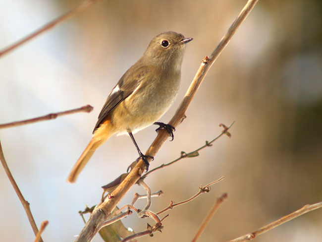 ジョビタキのメス