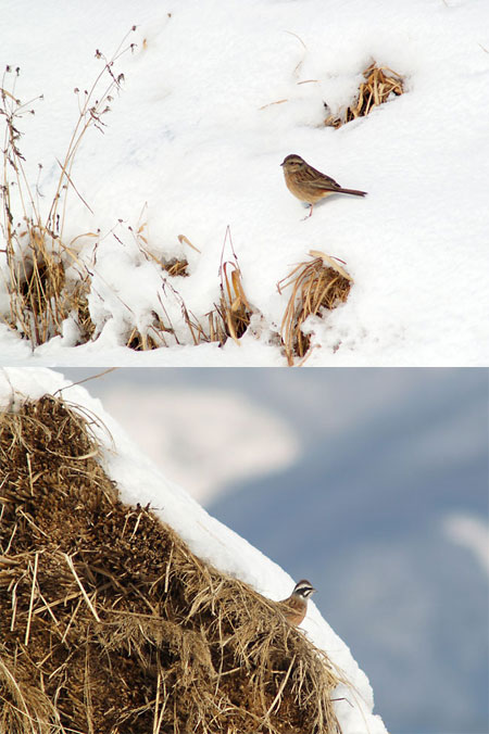 ホオジロとカシラダカ（Ｅ−500 Ｅｌｍａｒｉｔ180+2x)