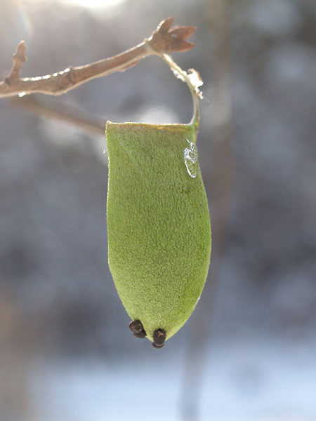 ウスタビガの空繭