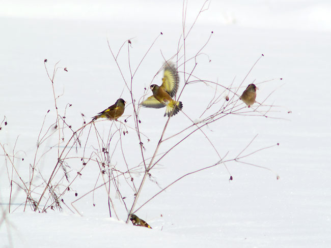 雪の上のカワラヒワ（Ｅ−500 Ｅｌｍａｒｉｔ180+2x)