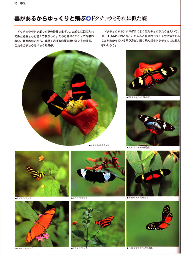 ドクチョウ(大昆虫記より）