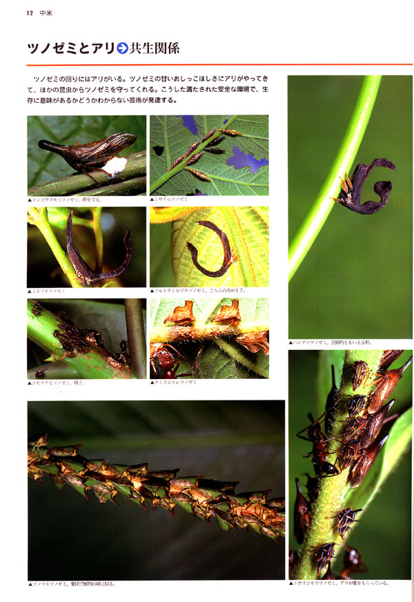 ツノゼミとアリ(大昆虫記より）
